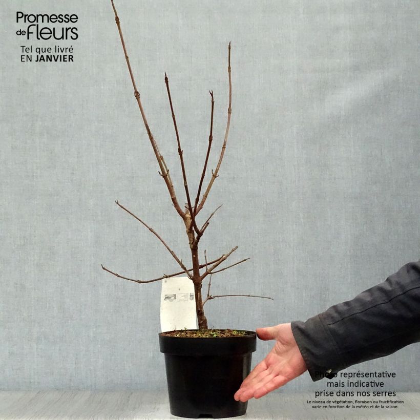 Exemplar von Viorne - Viburnum (x) carlcephalum en pot de 3,5L wie im Winter geliefert