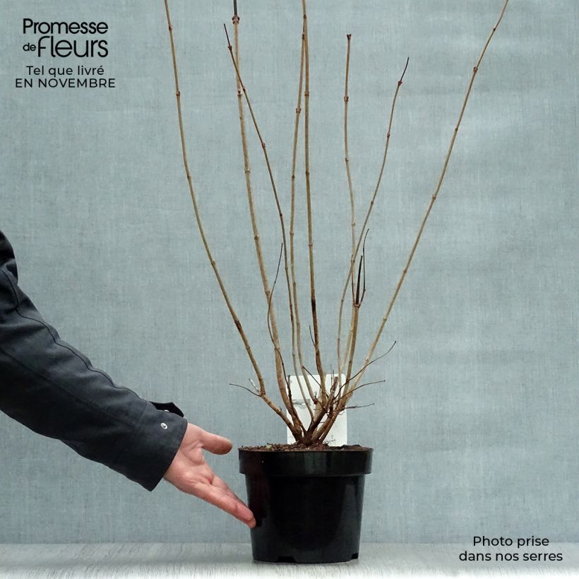 Exemplar von Viorne boule de Neige - Viburnum opulus Roseum pot de 2L/3L wie im Herbst geliefert