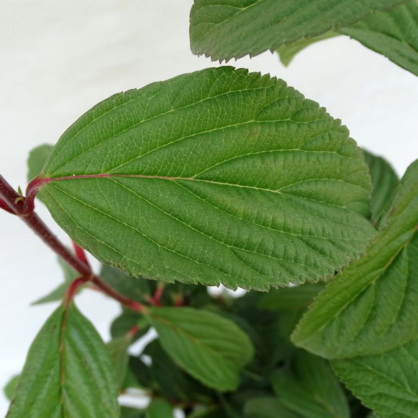 Bodnant-Winterschneeball Charles Lamont - Viburnum bodnantense (Laub)