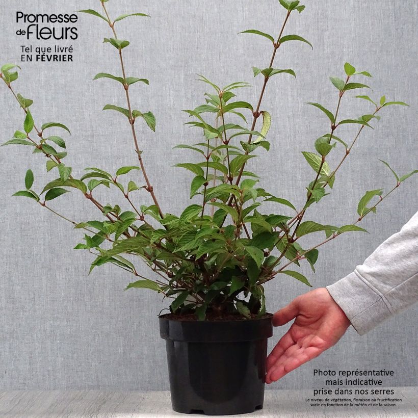 Exemplar von Viorne de Chine - Viburnum plicatum Kilimanjaro Sunrise Pot de 2L/3L wie im Herbst geliefert