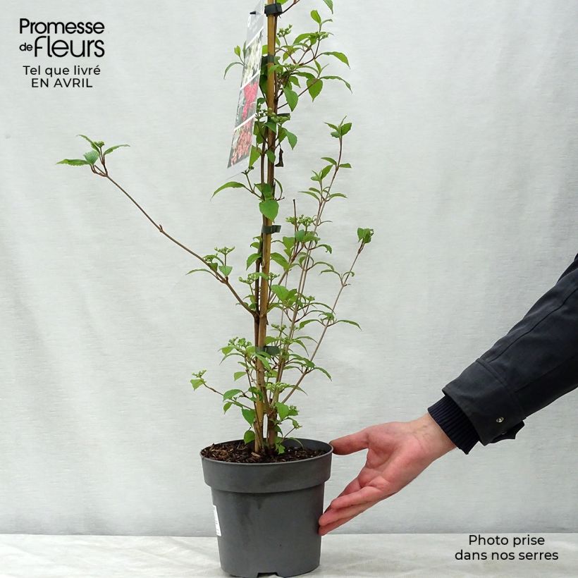 Exemplar von Japanischer Schneeball Kilimanjaro Sunrise - Viburnum plicatum Topf mit 2L/3LGelieferte Höhe ca. 40/50cm wie im Frühjahr geliefert