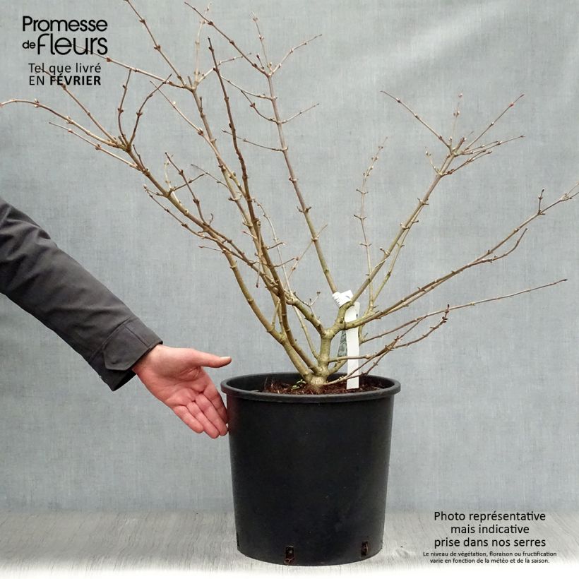 Exemplar von Japanischer Schneeball Mariesii - Viburnum plicatum wie im Winter geliefert