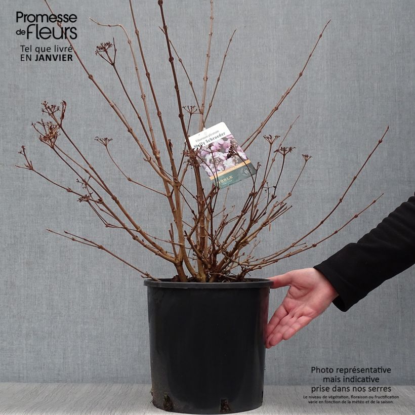 Exemplar von Japanischer Schneeball Molly Schroeder - Viburnum plicatum f. tomentosum wie im Winter geliefert