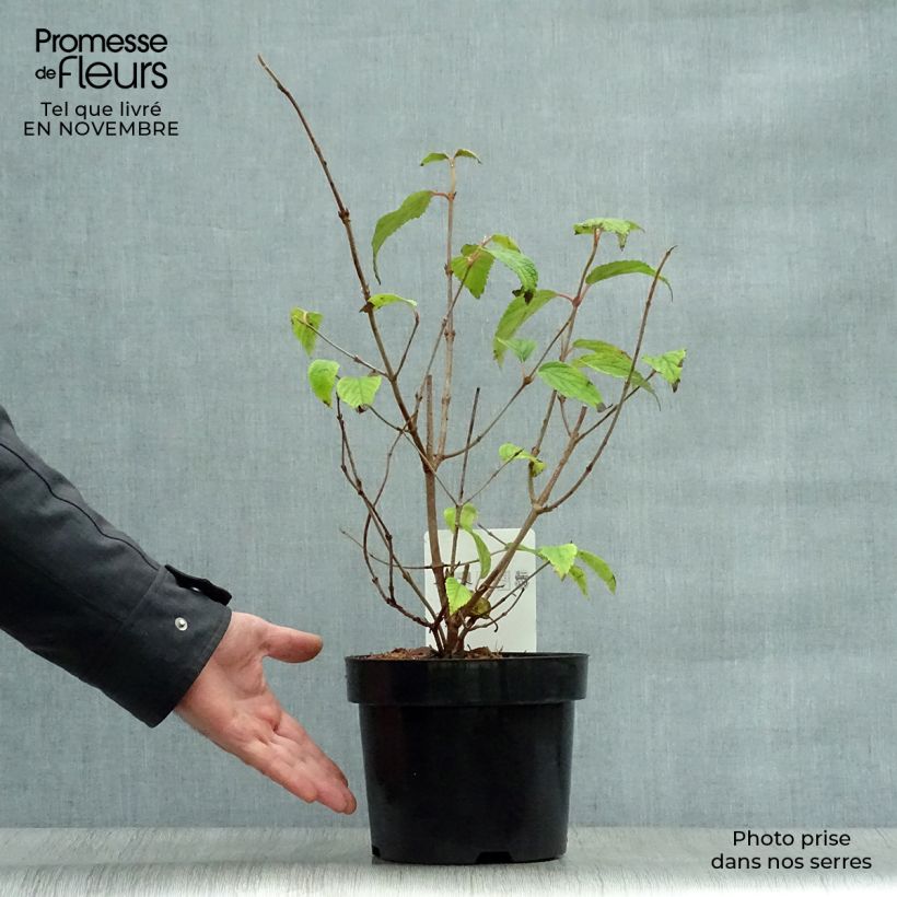 Exemplar von Viorne de Chine - Viburnum plicatum Shasta Pot de 3L/4L wie im Herbst geliefert