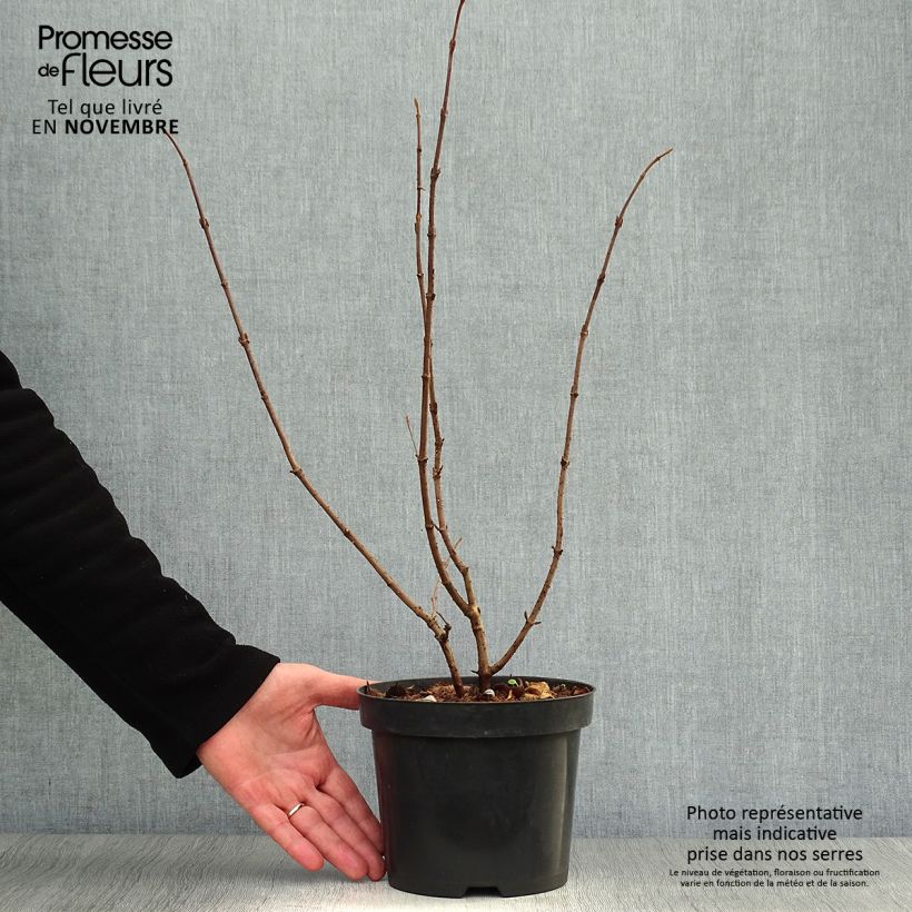 Exemplar von Viorne de Chine - Viburnum plicatum Tomentosum en pot de 2L/3L wie im Herbst geliefert