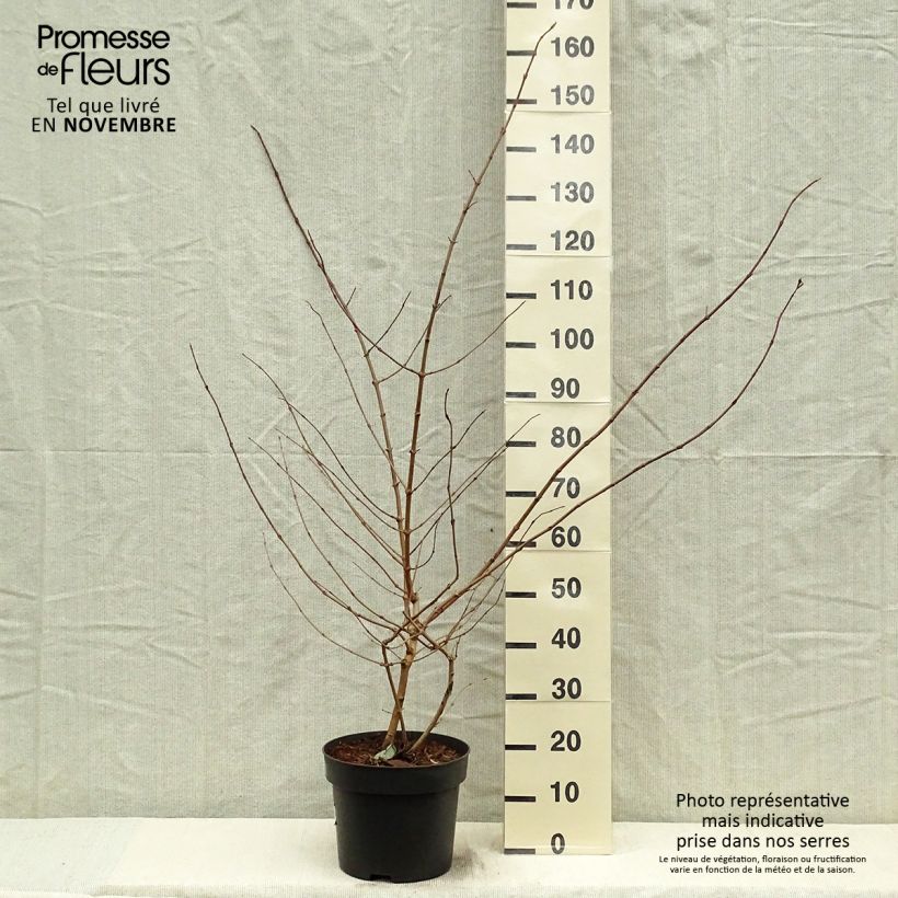 Exemplar von Viorne de Chine - Viburnum plicatum Tomentosum pot de 7,5L/10L wie im Herbst geliefert