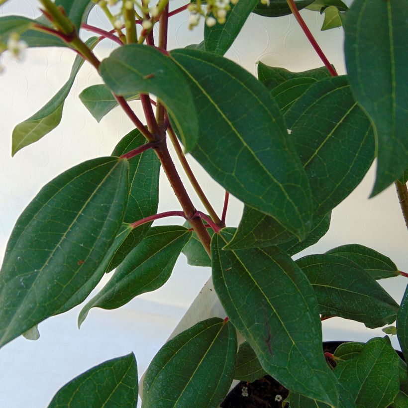 Immergrüner Kissen-Schneeball Angustifolium - Viburnum davidii (Laub)