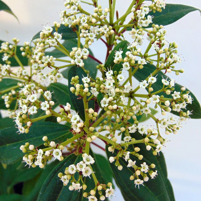 Immergrüner Kissen-Schneeball Angustifolium - Viburnum davidii (Blüte)