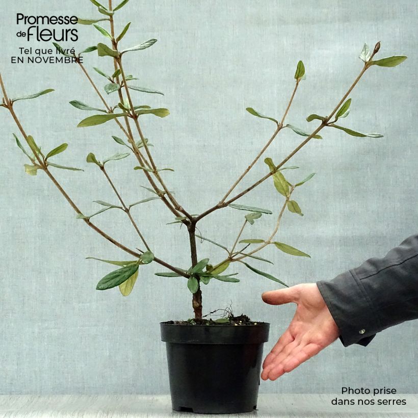 Exemplar von Viorne de Prague - Viburnum Pragense Pot de 3L/4L wie im Herbst geliefert