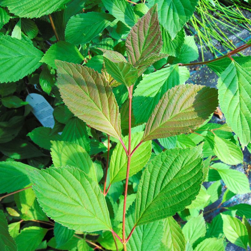 Farrers Schneeball - Viburnum farreri (Laub)