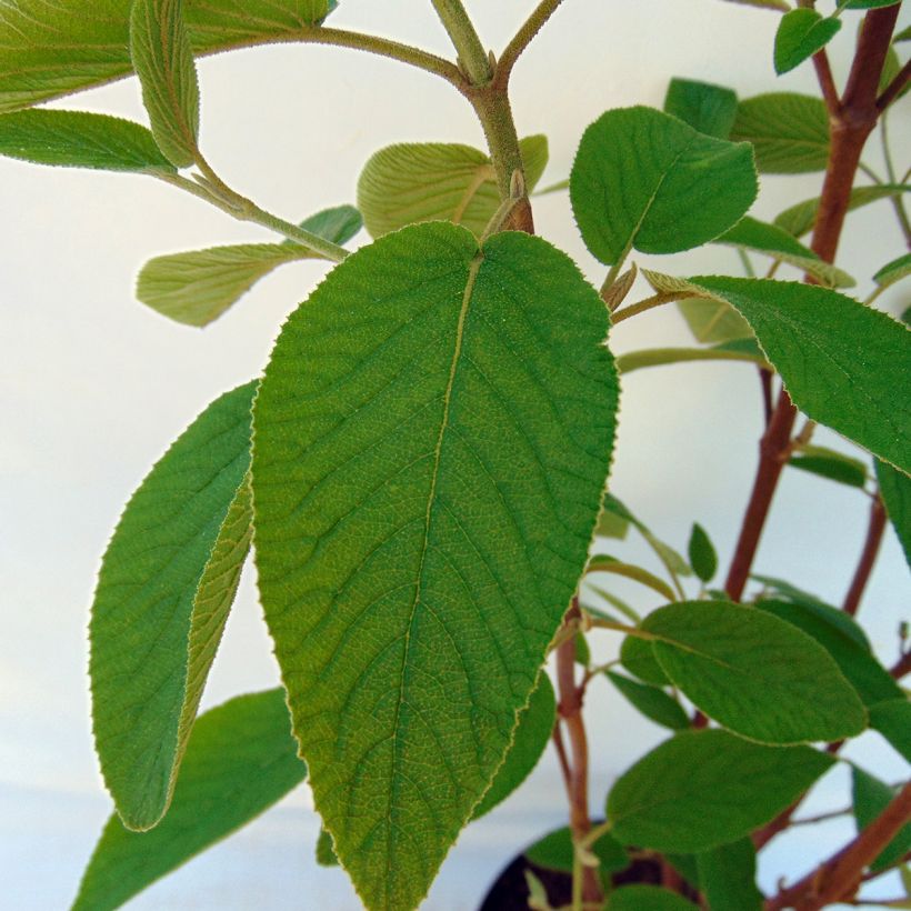 Wolliger Schneeball Mohican - Viburnum lantana (Laub)