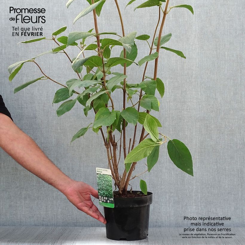 Exemplar von Viorne lantane - Viburnum lantana Mohican Pot de 3L/4L wie im Herbst geliefert