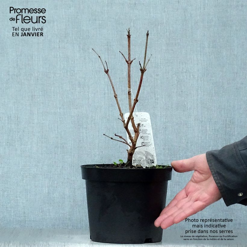 Exemplar von Viorne obier - Viburnum opulus Compactum en pot de 3.5L wie im Winter geliefert