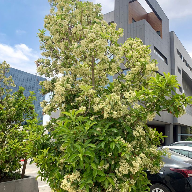 Duftender Schneeball - Viburnum odoratissimum (Hafen)