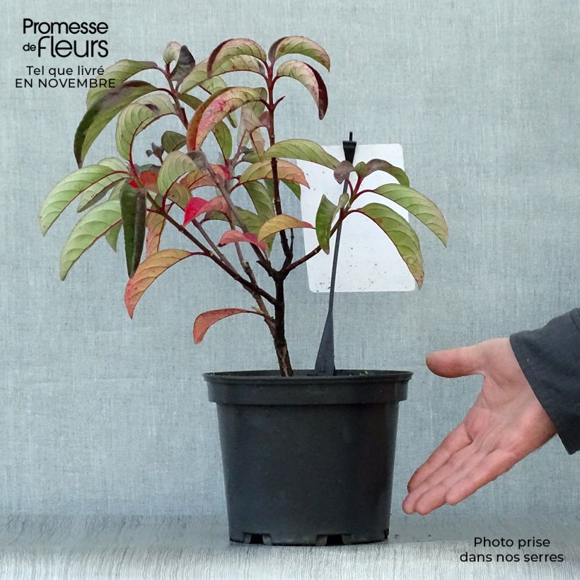 Exemplar von Viorne ou Viburnum Le Bois Marquis en pot de 3L/4L wie im Herbst geliefert