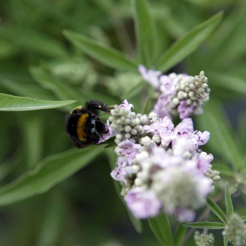 Vitex agnus-castus Pink Pinnacle - Keuschbaum (Blüte)