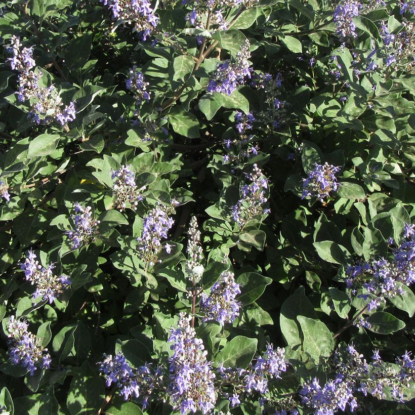 Vitex agnus-castus Chicagoland Blues - Keuschbaum (Blüte)