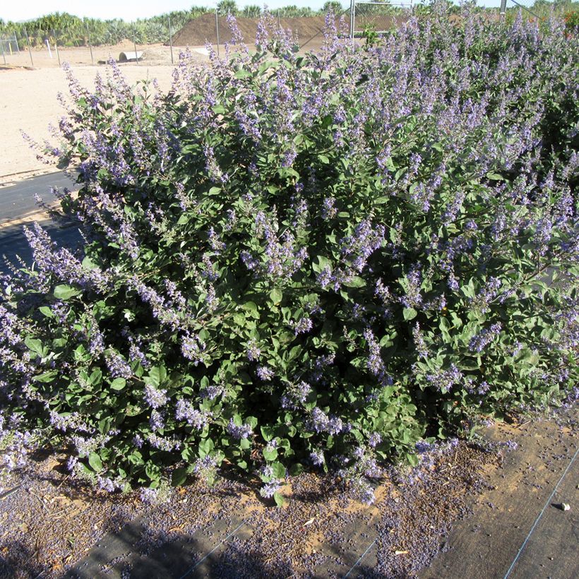 Vitex agnus-castus Chicagoland Blues - Keuschbaum (Hafen)