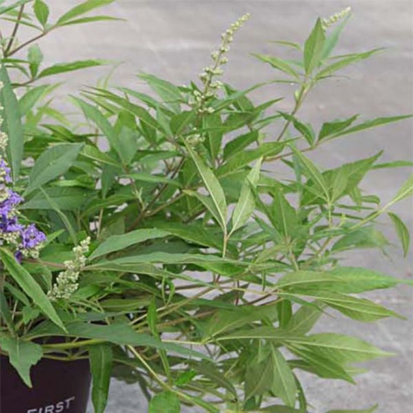 Vitex agnus-castus Blue Puffball - Keuschbaum (Laub)