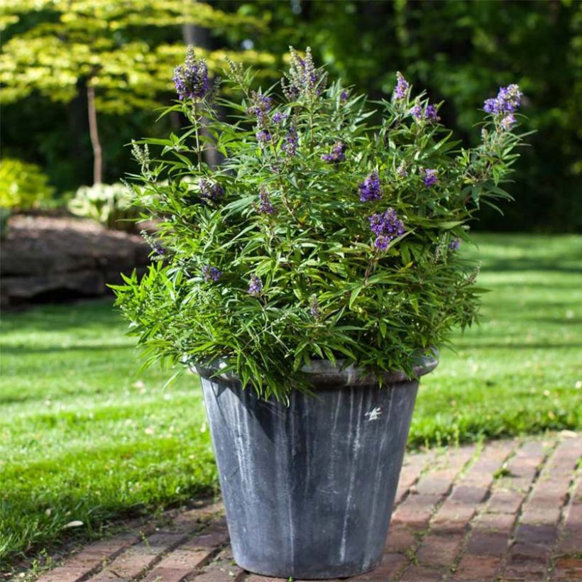 Vitex agnus-castus Blue Puffball - Keuschbaum (Hafen)