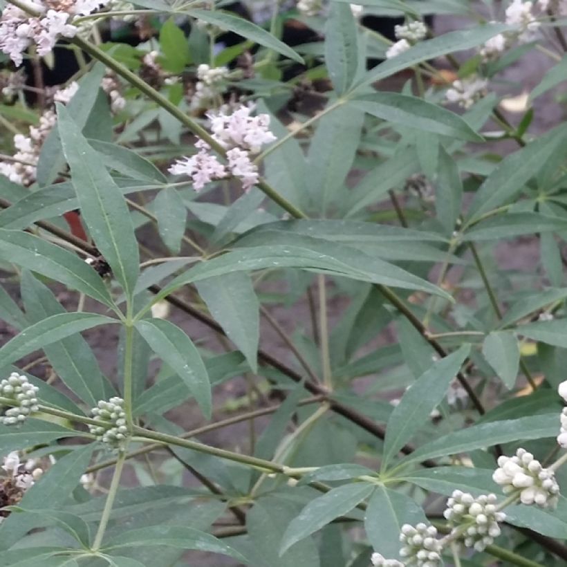 Vitex agnus-castus Albus - Keuschbaum (Laub)