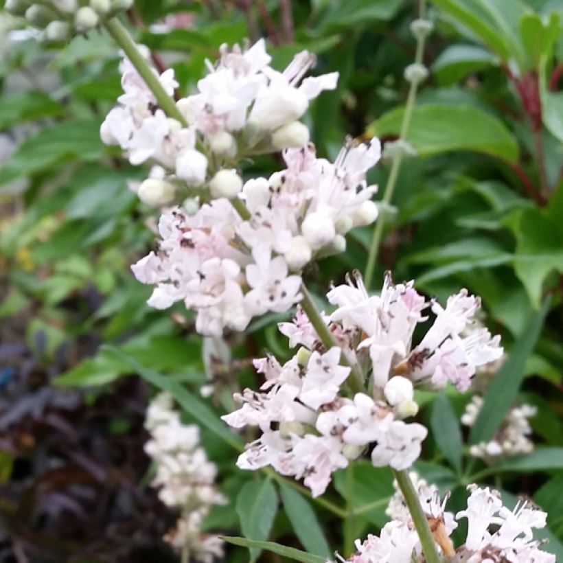 Vitex agnus-castus Albus - Keuschbaum (Blüte)