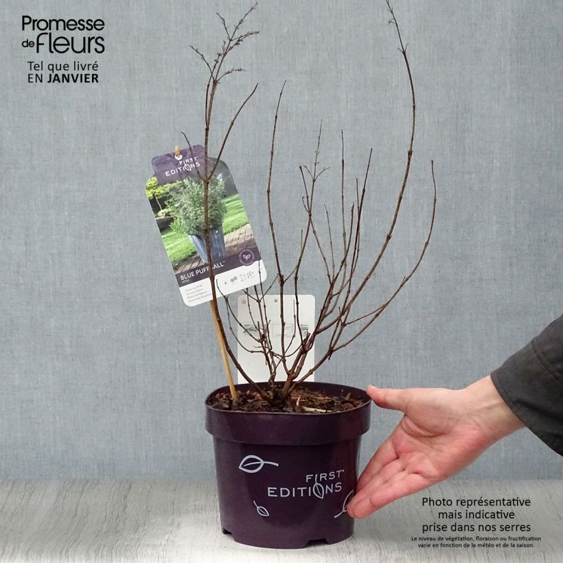 Exemplar von Vitex agnus-castus Blue Puffball - Gattilier Pot de 3L/4L wie im Winter geliefert