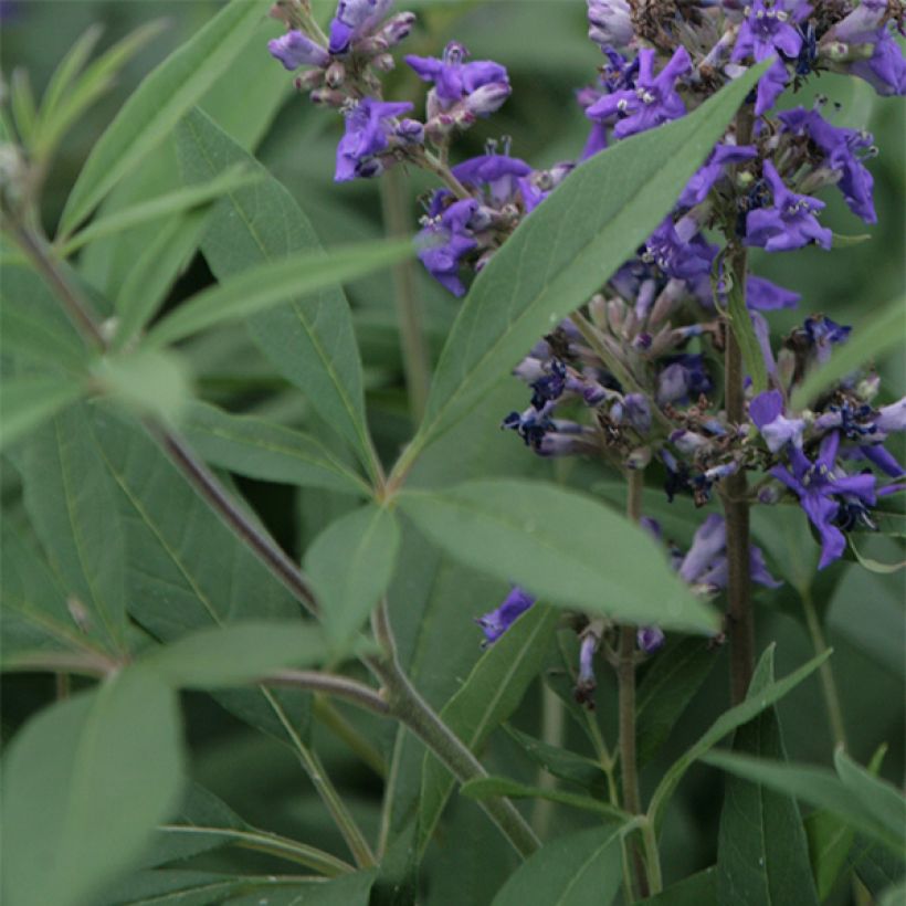 Vitex agnus-castus Delta Blues - Keuschbaum (Laub)