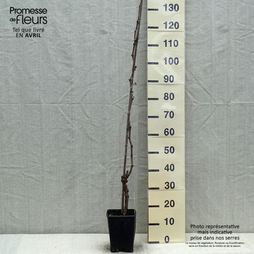 Exemplar von Vigne sans pépin Aperina Ametista Pot de 1.5L/2L wie im Frühjahr geliefert