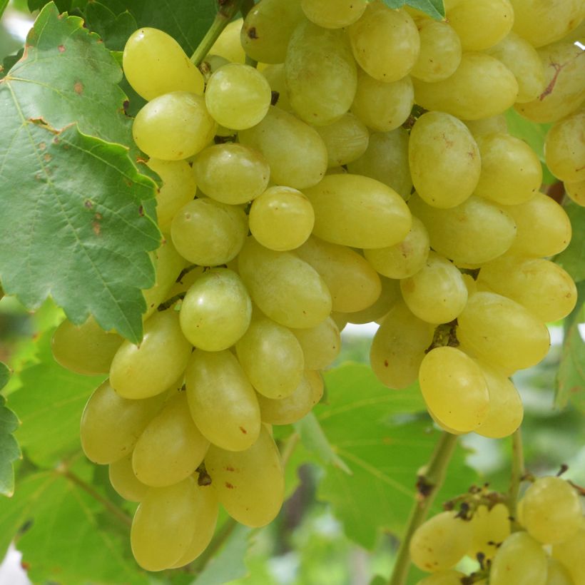 Weinrebe Centennial seedless (Ernte)