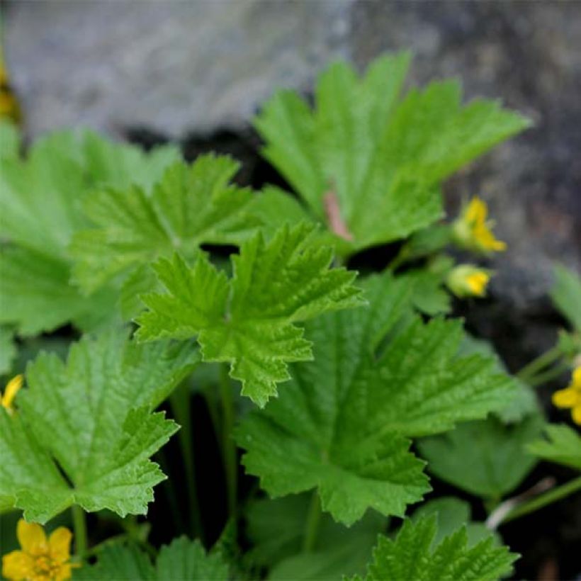 Waldsteinia geoides - Horst-Golderdbeere (Laub)