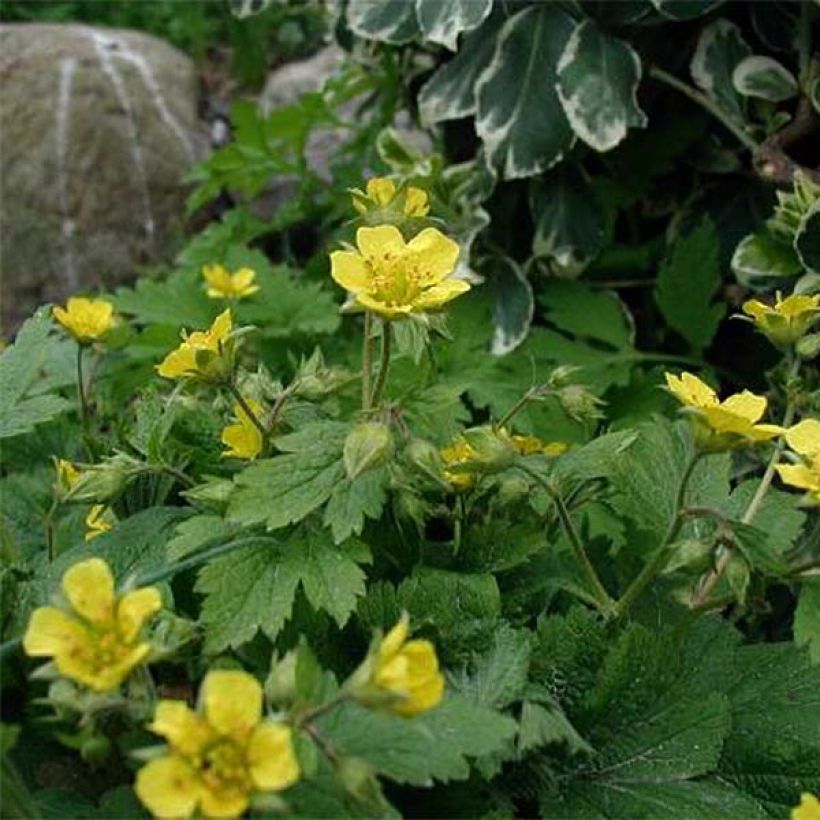 Waldsteinia geoides - Horst-Golderdbeere (Blüte)