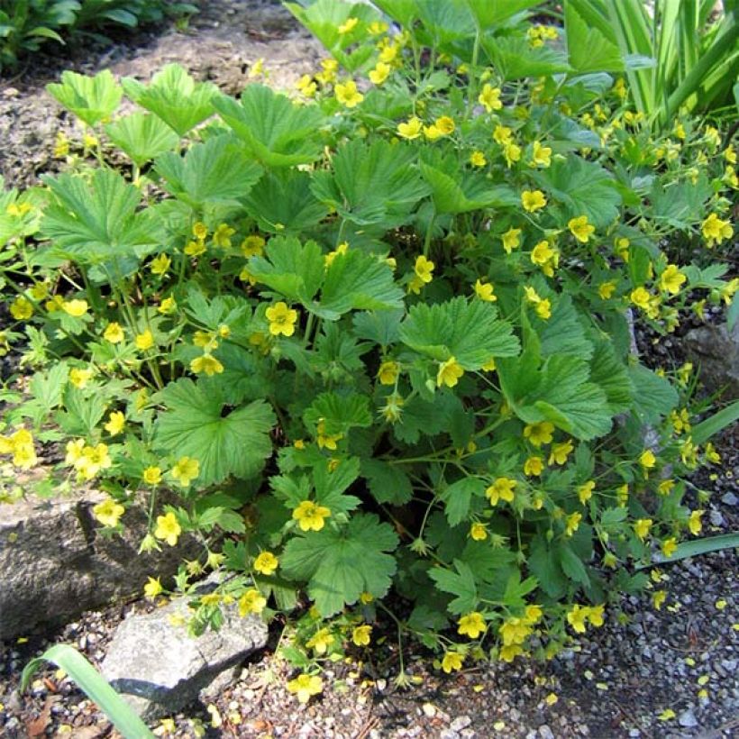 Waldsteinia geoides - Horst-Golderdbeere (Hafen)