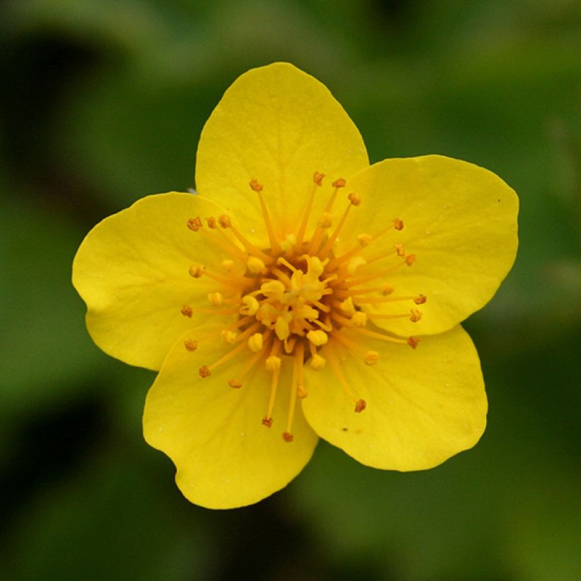 Waldsteinia ternata - Waldsteinia (Blüte)