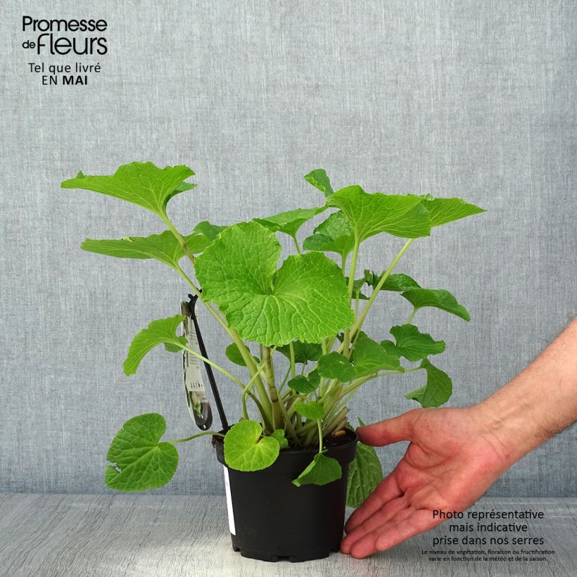 Exemplar von Wasabi japonais Mephisto - Eutrema japonicum - pot de 1.5L/2L wie im Frühjahr geliefert