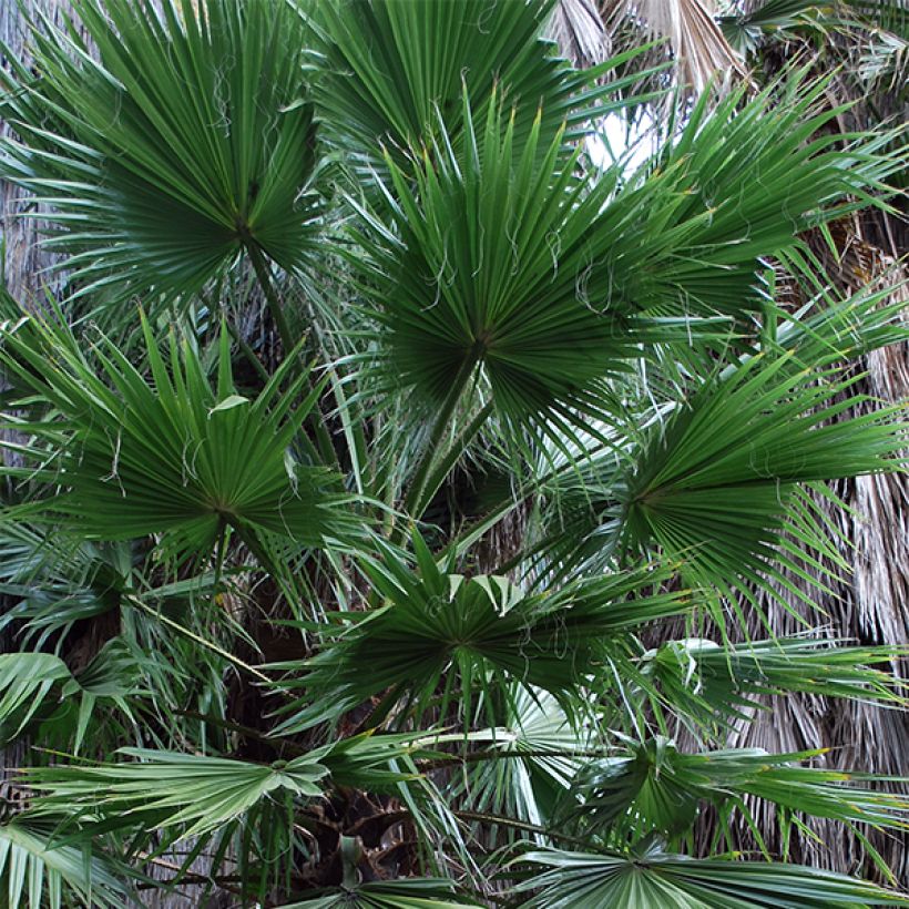 Washingtonia filifera - Priesterpalme (Laub)