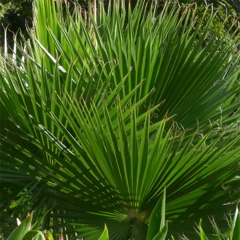 Washingtonia robusta - Fächerpalme (Laub)