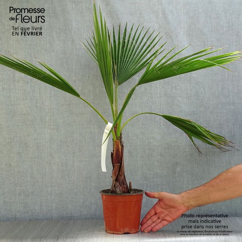 Exemplar von Washingtonia robusta - Palmier du Mexique en pot de 2L/3L wie im Herbst geliefert