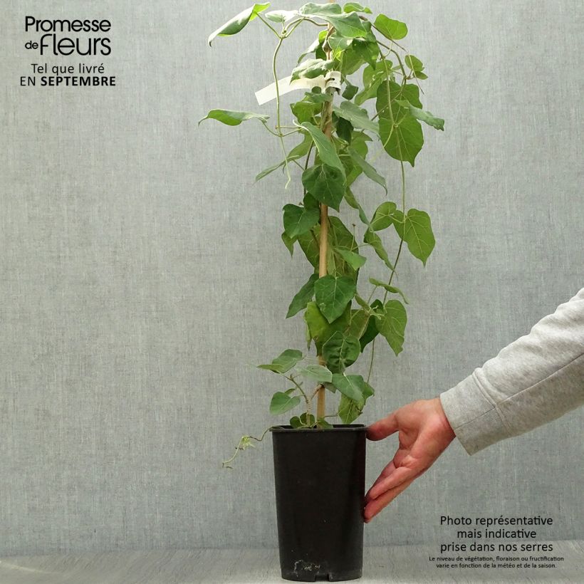 Exemplar von Wattakaka sinensis - Drégée de Chine Pot de 2L/3L wie im Herbst geliefert