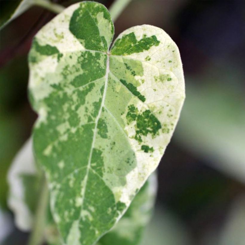 Wattakaka sinensis Variegata - Watakakaschlinge (Laub)