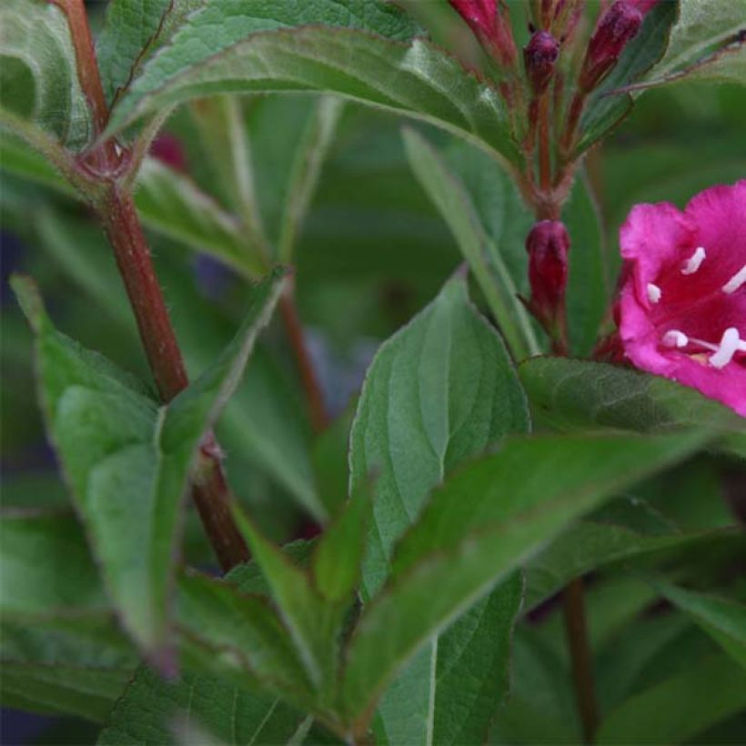 Weigela Bristol Ruby (Laub)