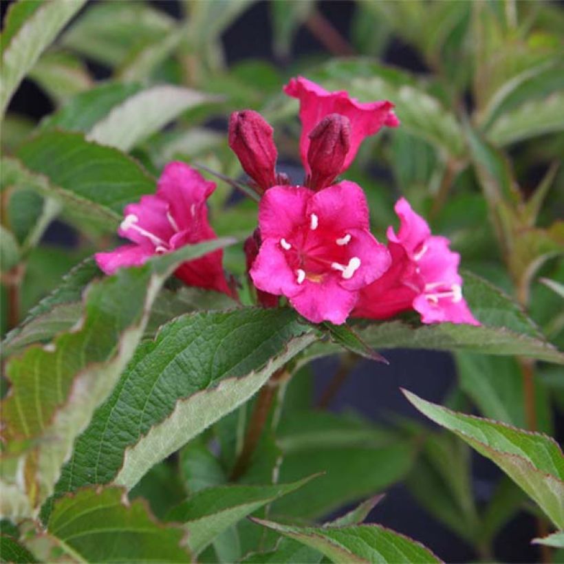 Weigela Bristol Ruby (Blüte)