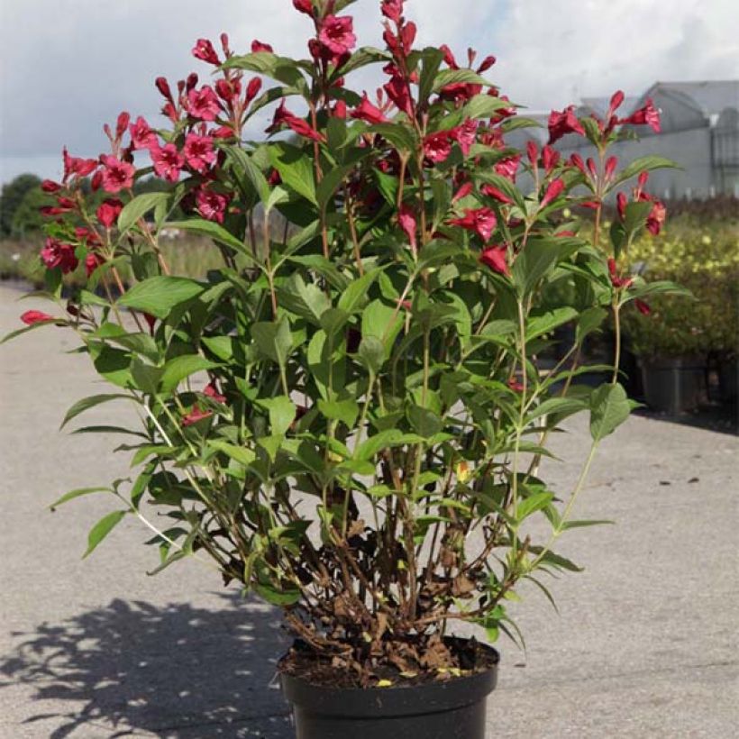 Weigela Bristol Ruby (Hafen)