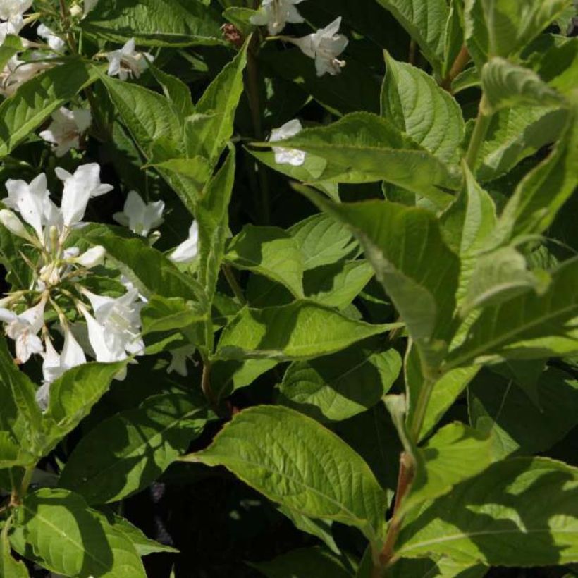 Weigela Candida (Laub)