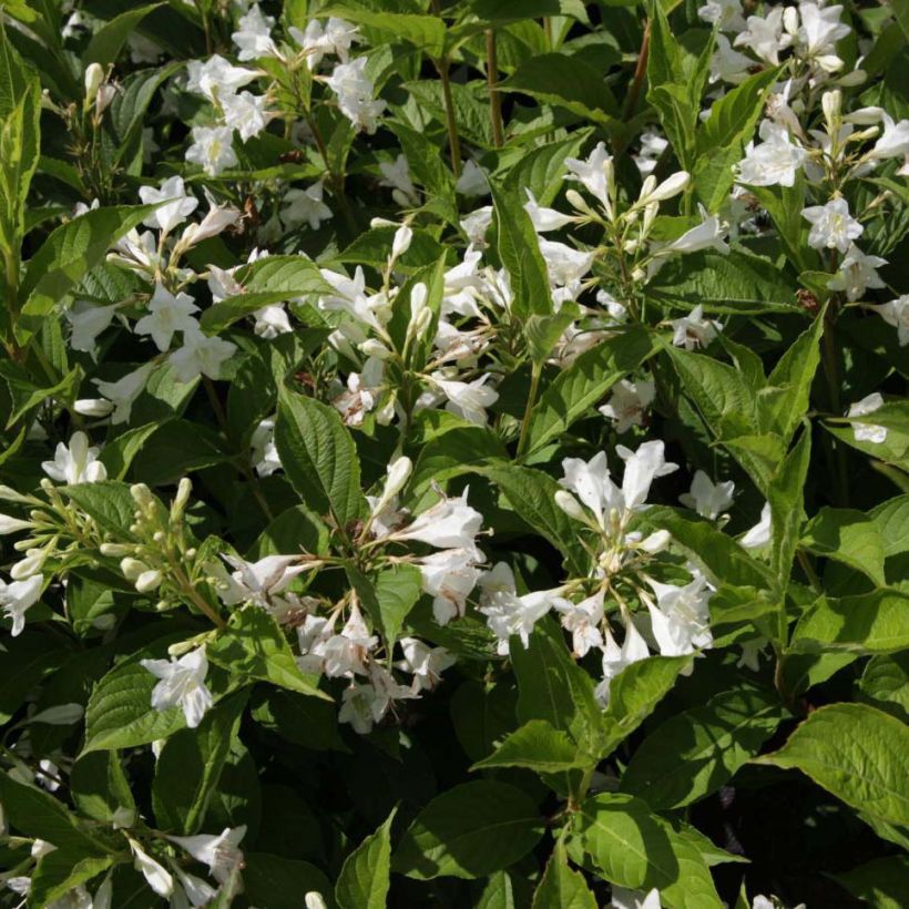 Weigela Candida (Blüte)