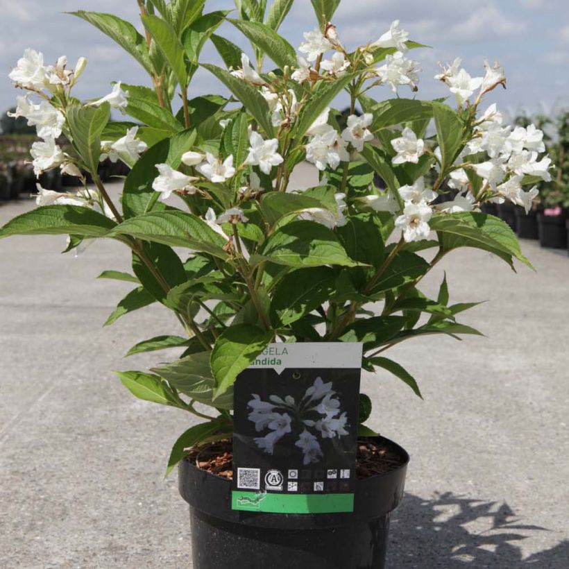 Weigela Candida (Hafen)