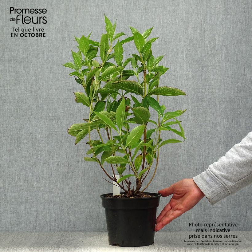 Exemplar von Weigela Candida - Weigélia Pot de 3L/4L wie im Herbst geliefert