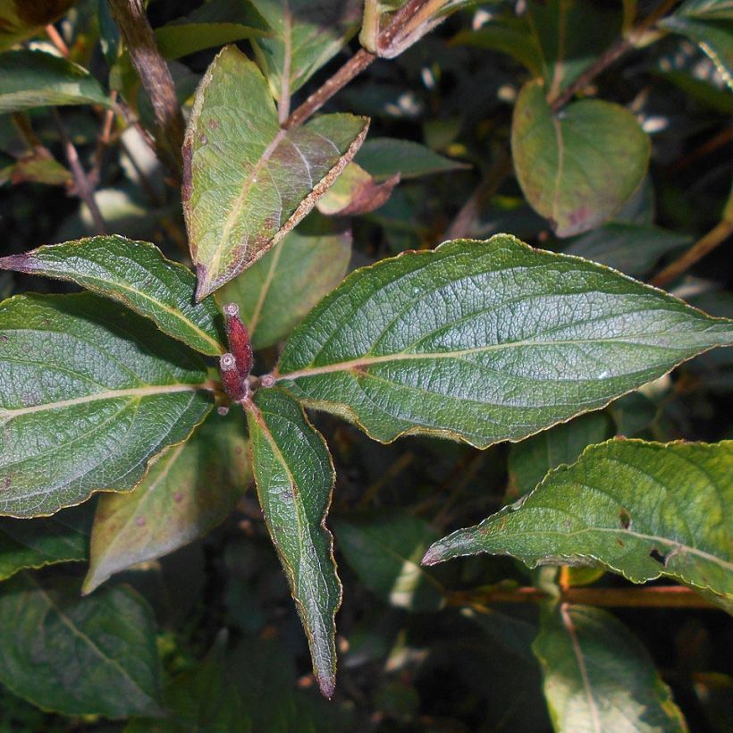 Weigela Eva Rathke (Laub)