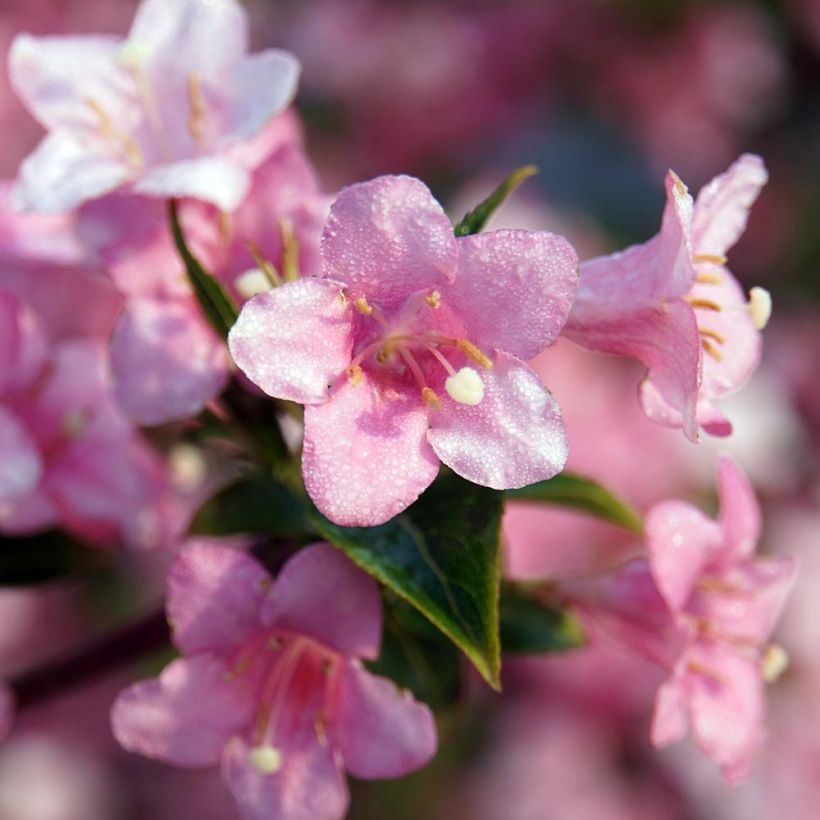 Weigela florida Rosea (Blüte)