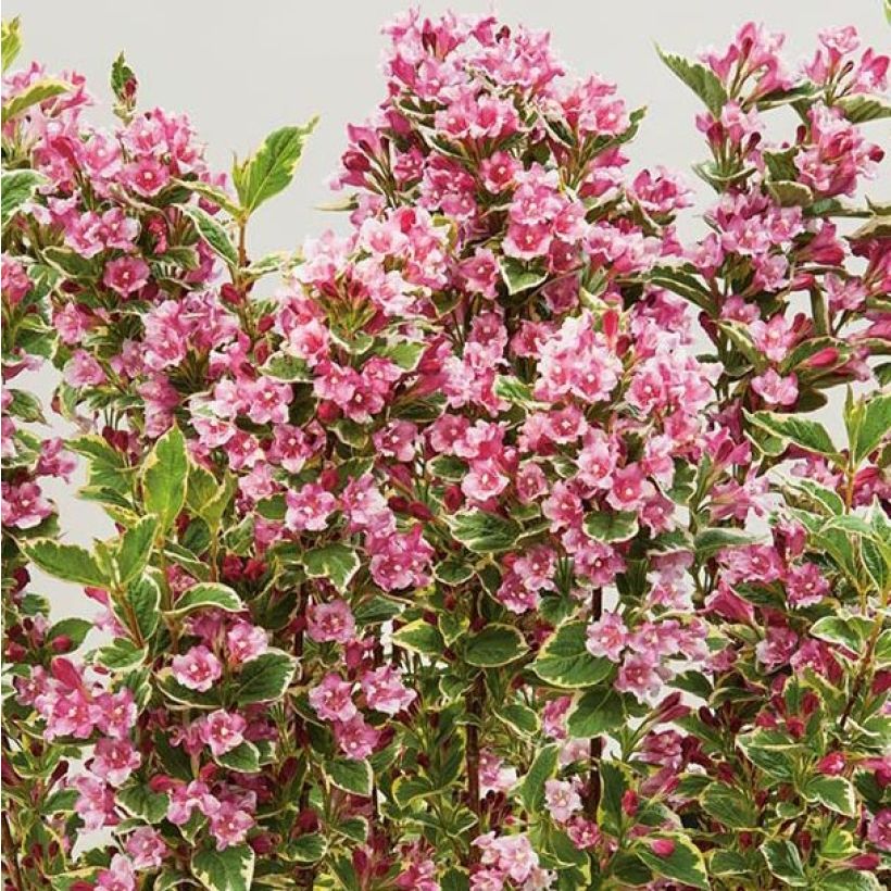 Weigela Kosteriana Variegata (Laub)